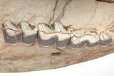 Fossil Running Rhino (Hyracodon) Lower Skull - Wyoming #216119-5